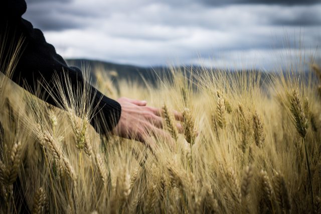 photo-of-a-person-s-hand-touching-wheat-grass-2228306